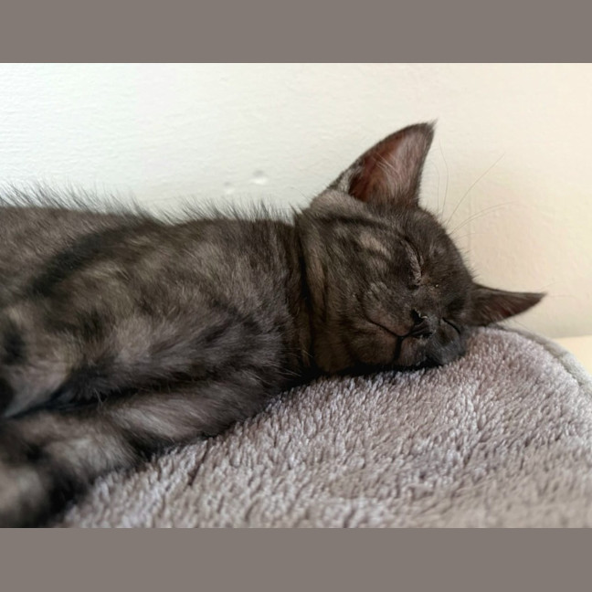 Photo of Amari