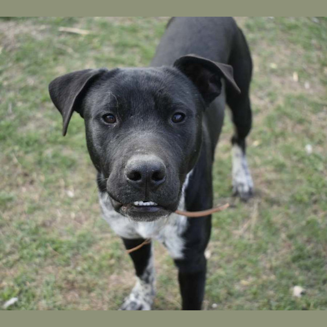 Photo of Sage