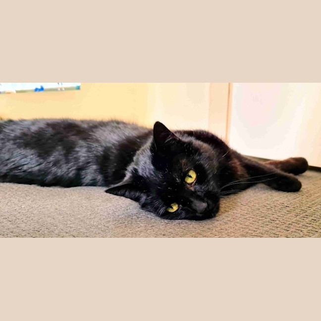 Photo of Shadow Sua014261