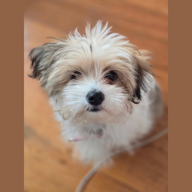 Photo of Armani Cherry Blossom