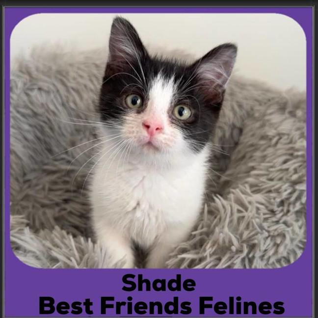 Photo of Shade 