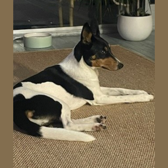 Photo of Beau   20 Month Old Border Collie X Cattle Dog