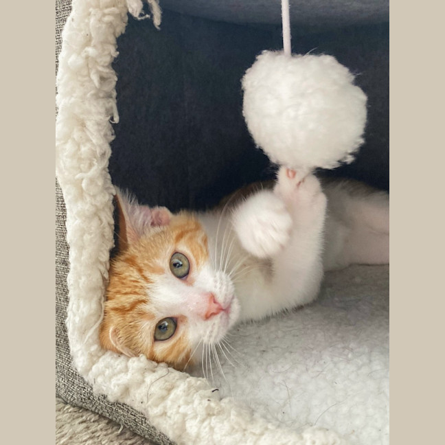 Photo of Maddox & Maverick