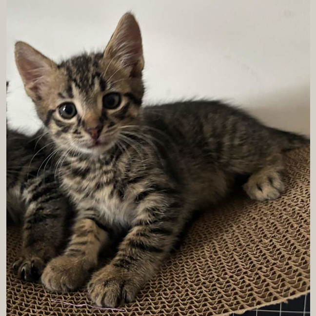 Photo of Clyde