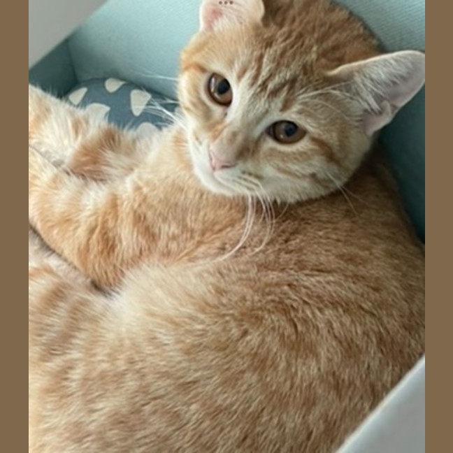 Photo of Nala (Fostered In Perth)
