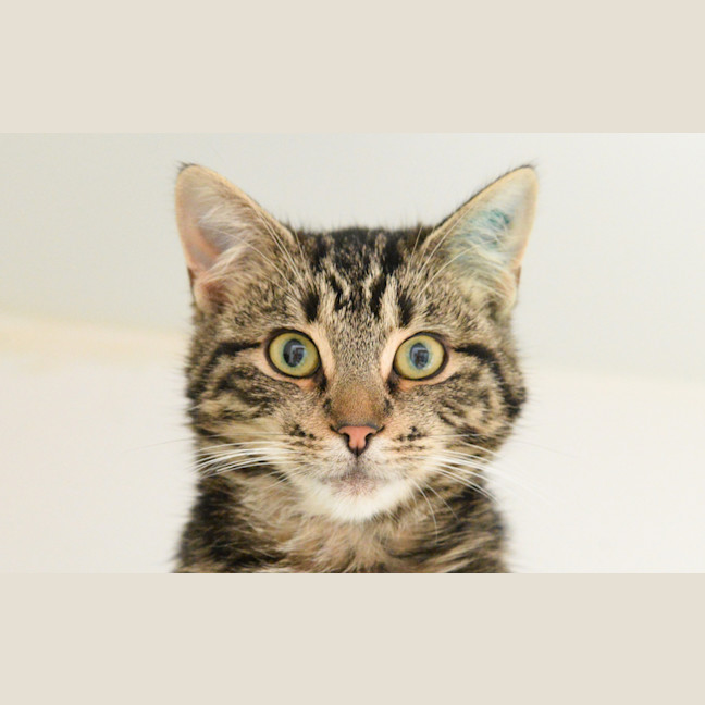 Photo of Miso