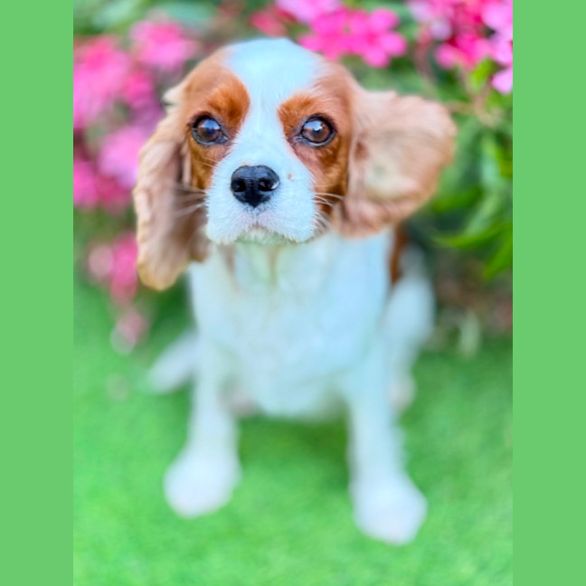 Photo of Riley