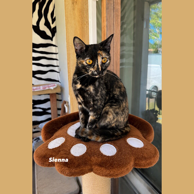 Photo of Sienna