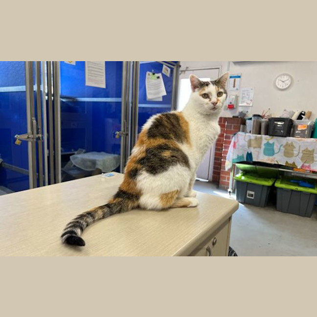 Photo of Lady Jellybean