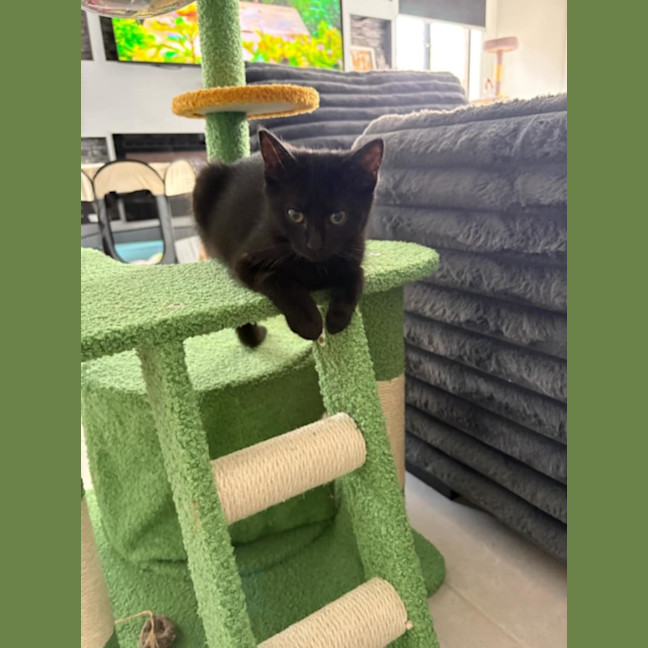 Photo of Ace *9 Lives Project Rescue*