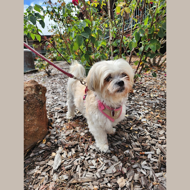 Photo of Cindy   12 Year Old Maltese X Shih Tzu