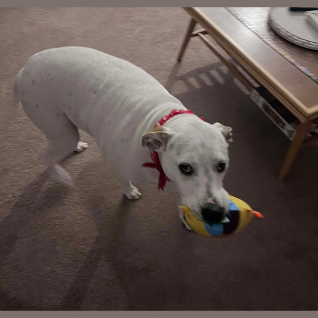 Photo of Raspberry Shortcake