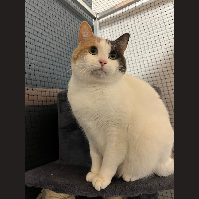 Photo of Diamond
