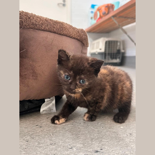 Photo of Blossom 🧡