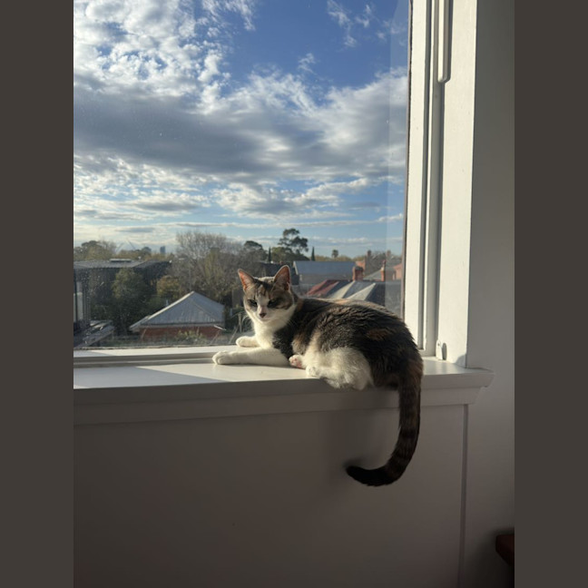Photo of Possum