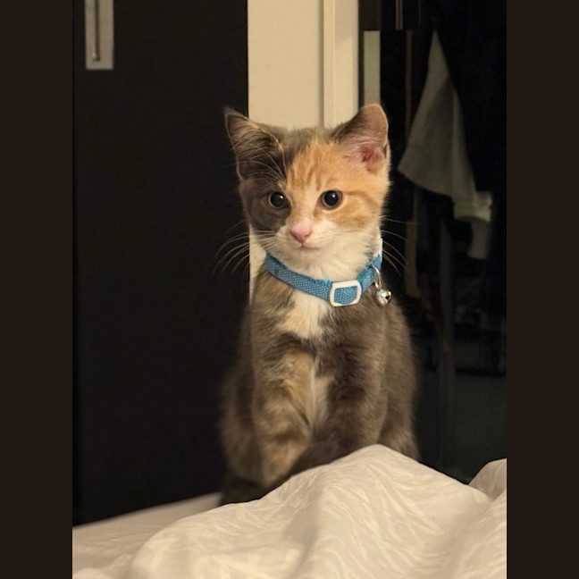 Photo of Mouse