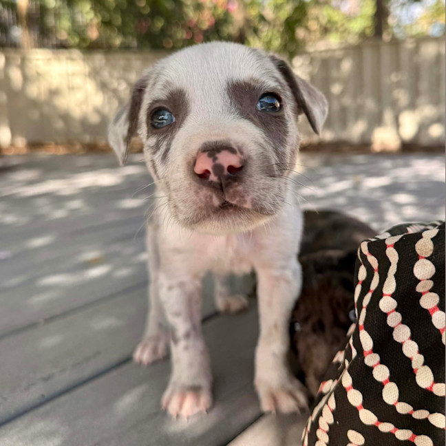 Photo of Dusty