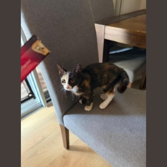 Photo of Artemis