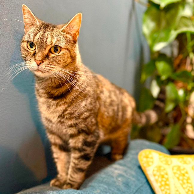 Photo of Birdie   In Foster Care In Richmond