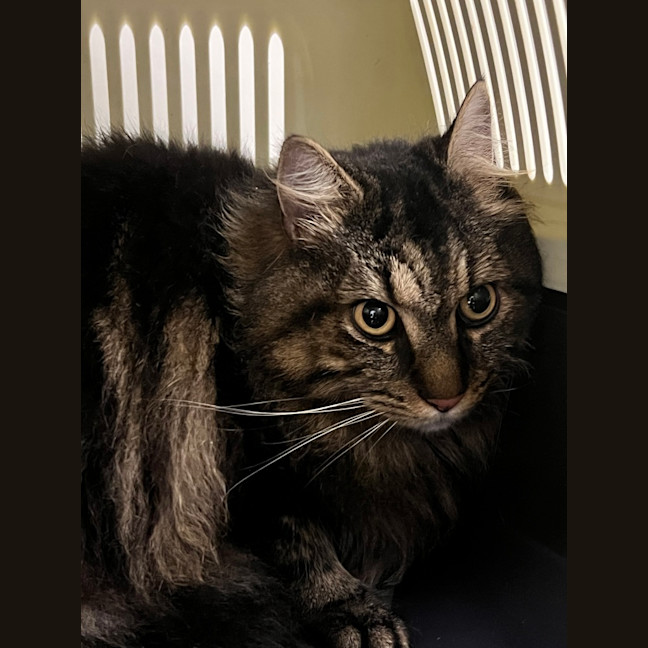 Photo of Simba