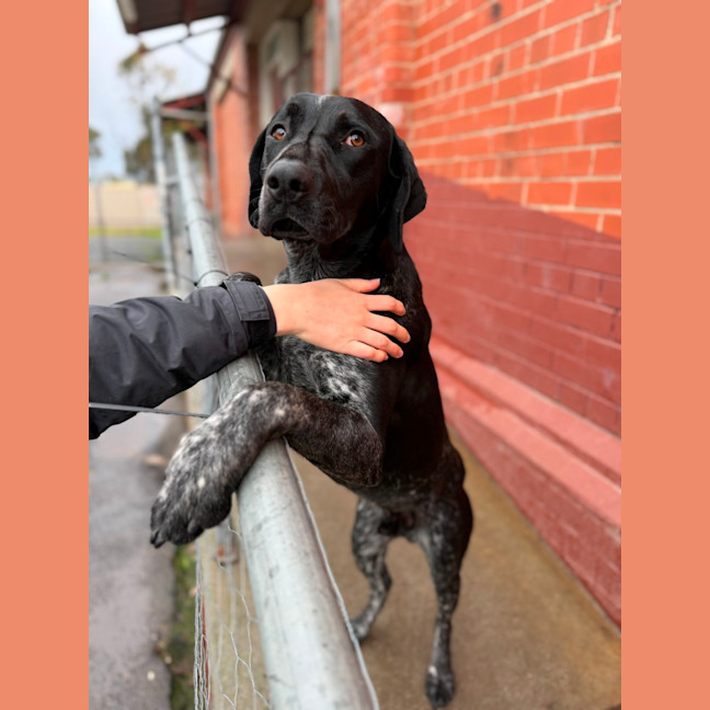 Photo of Diesel