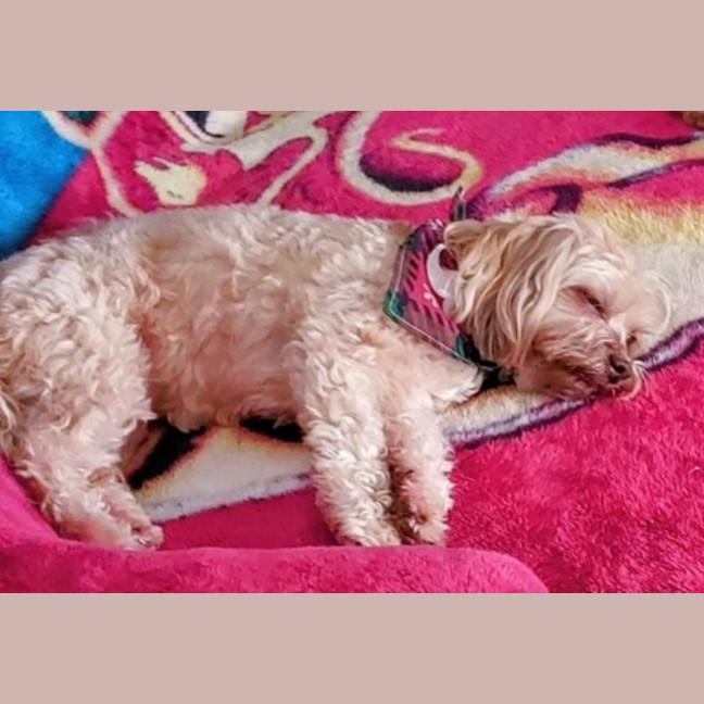 Photo of Poppy