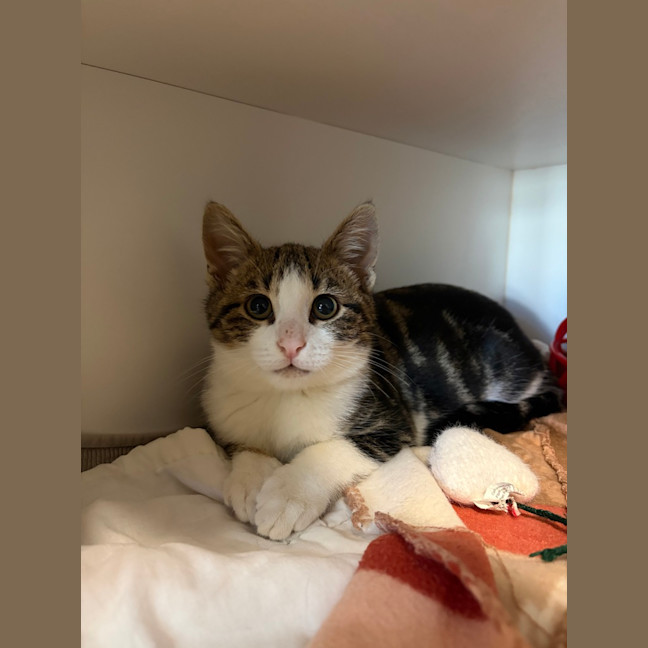 Photo of Oscar