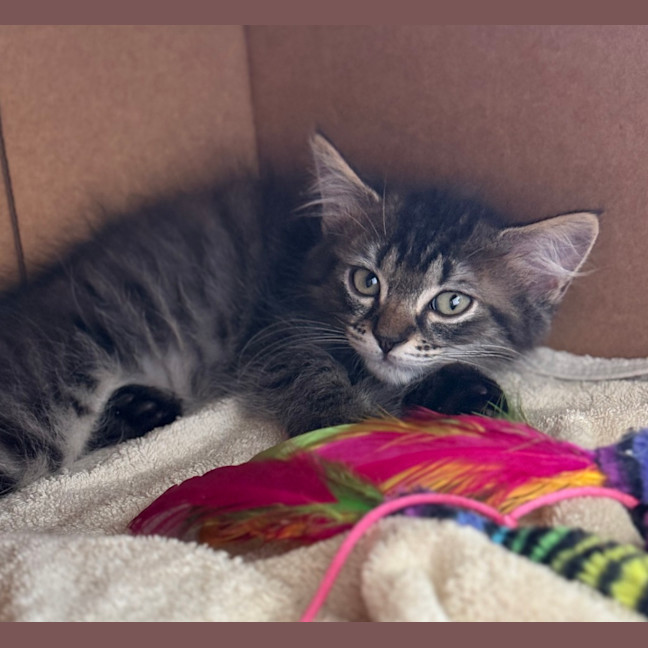 Photo of Scribble