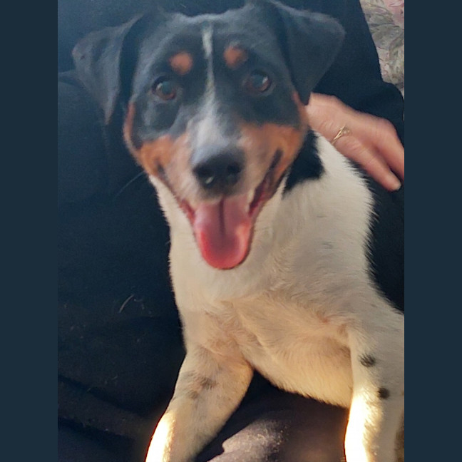 Photo of Gandhi   3 Year Old Jack Russell (Trial)