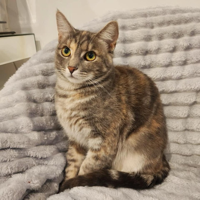 Photo of 10531   Candice