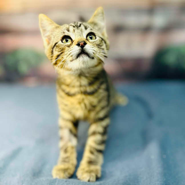 Photo of Atlas   Located In Preston 