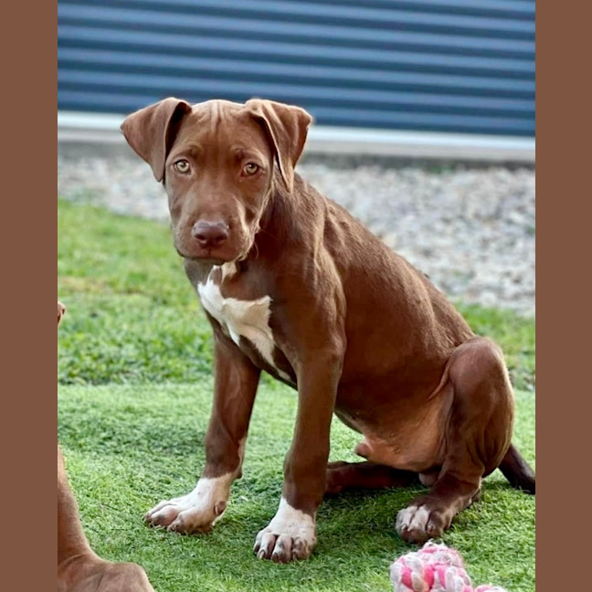 Photo of Buddy
