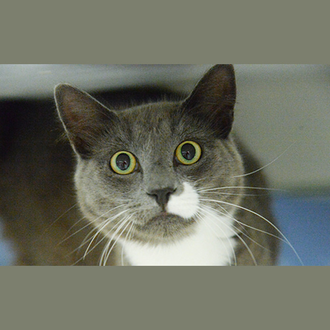 Photo of Dill The Professional Purr Machine