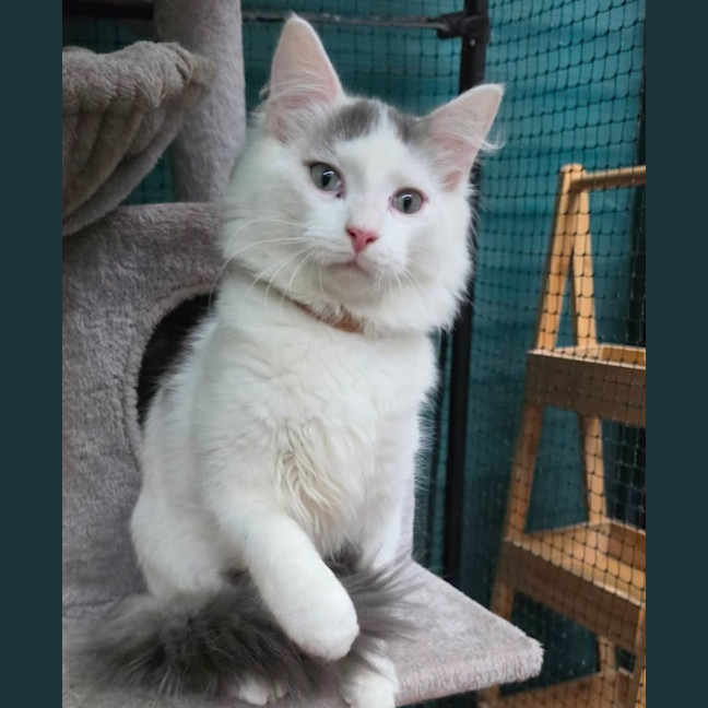 Photo of Olcay**2nd Chance Cat Rescue**