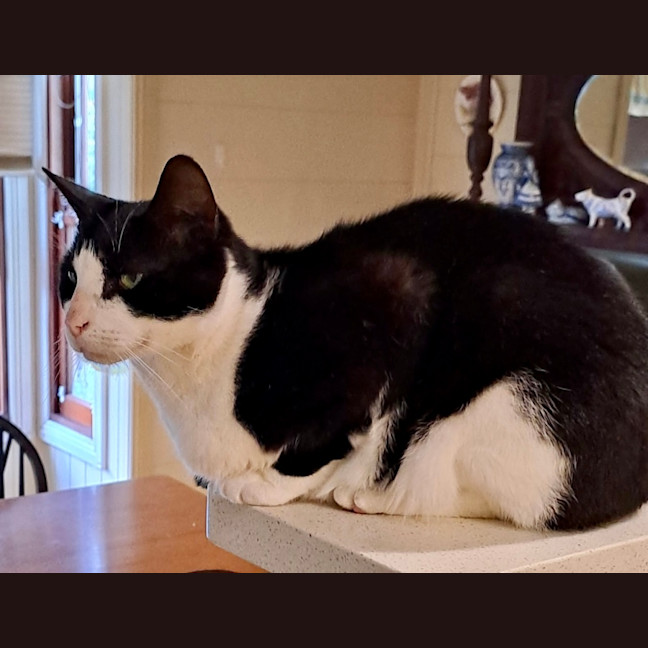 Photo of Dasher
