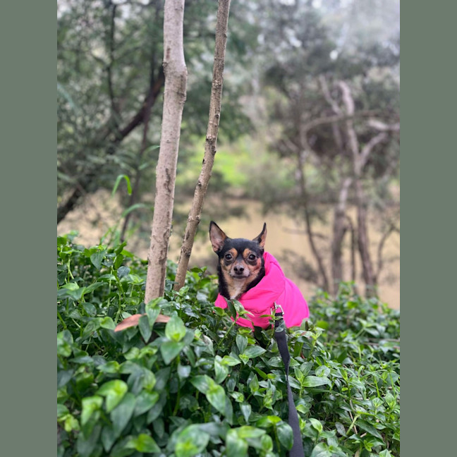 Photo of Beanie Baby