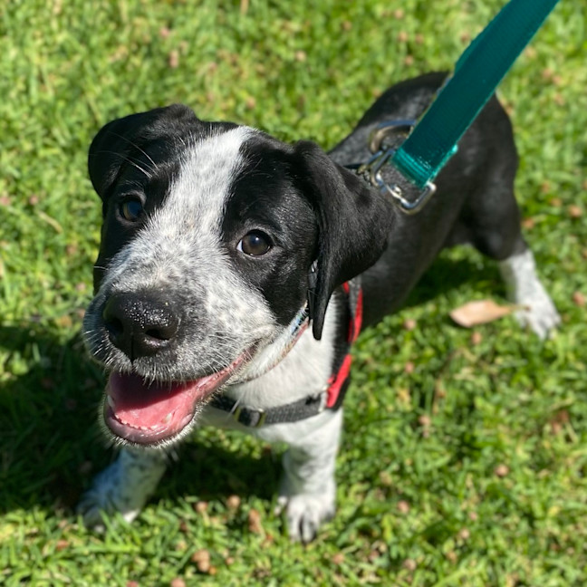 Photo of Daisy
