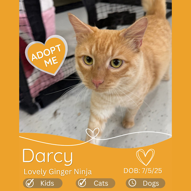 Photo of Darcy