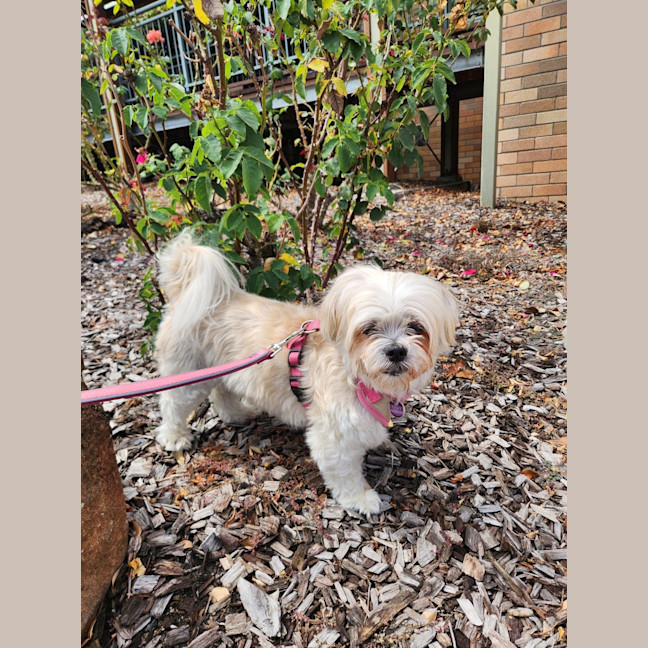 Photo of Cindy   12 Year Old Maltese X Shih Tzu