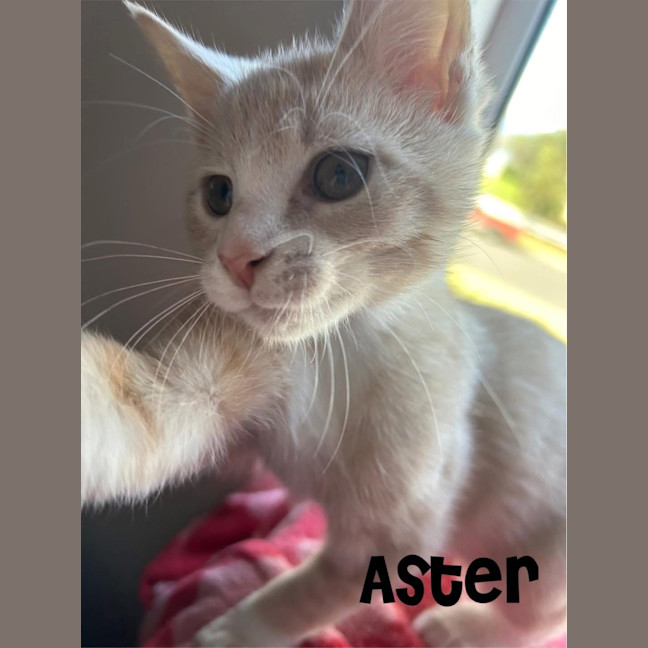 Photo of Aster
