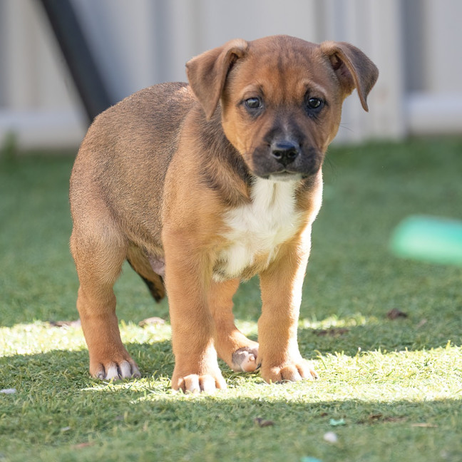 Photo of Bullet
