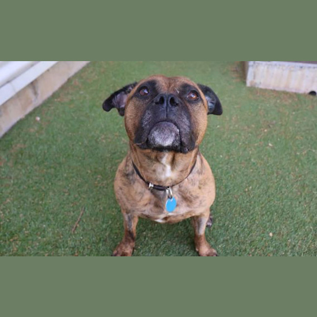 Photo of Sharon 'Shazza' Pawsborne