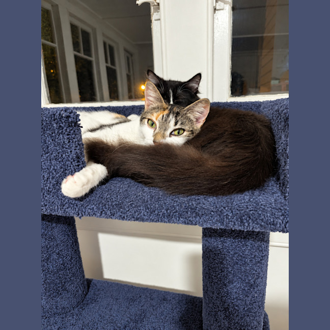 Photo of Oreo & Calypso