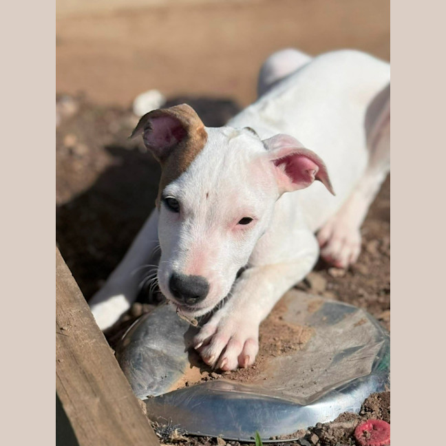 Photo of Petey