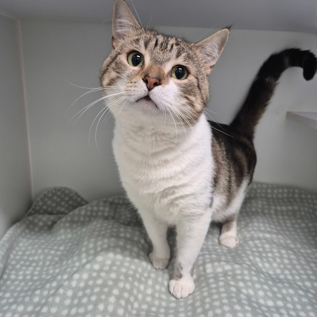 Photo of Custard