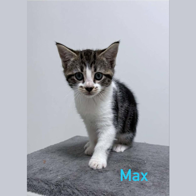 Photo of Max