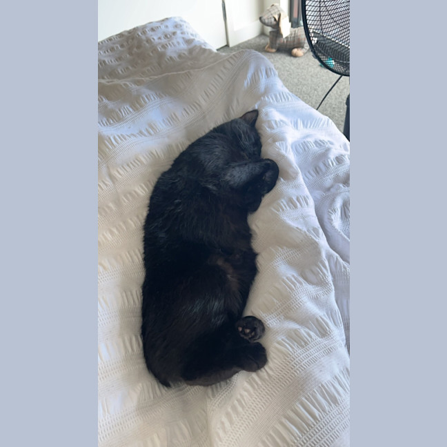 Photo of Blaze   Located In Windsor