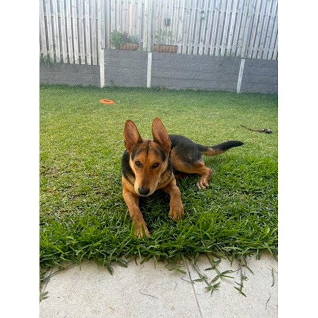 Photo of Turbo *$350 Adoption Fee*