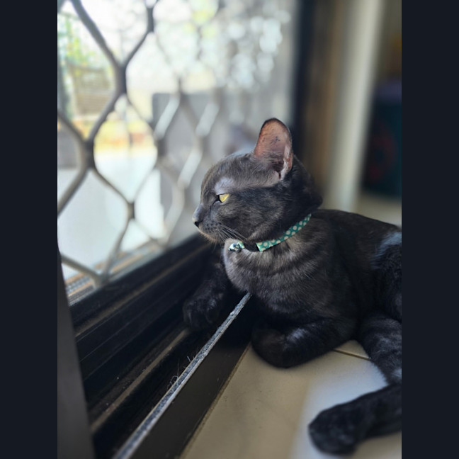 Photo of Yahtzee