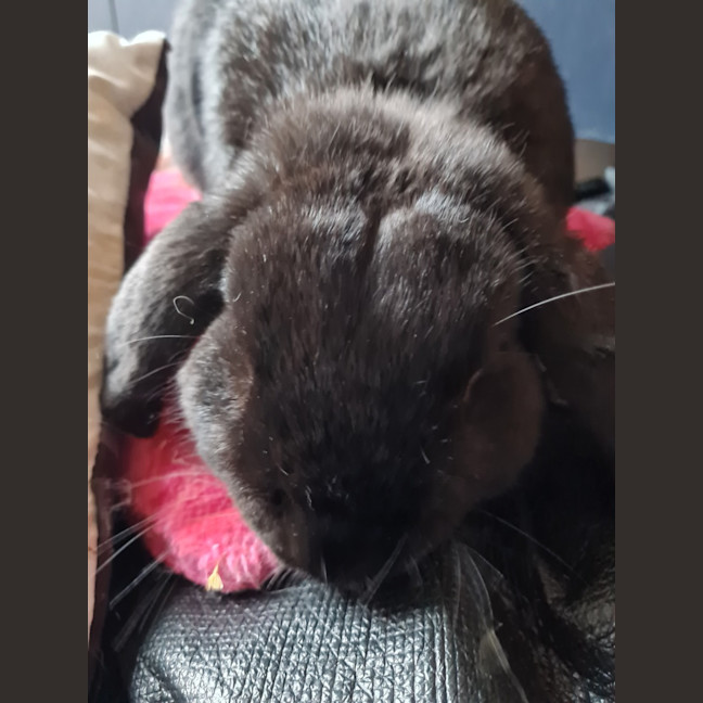 Photo of Bunbun Vinny